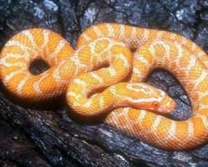 玉米蛇，玉米蛇能活多久