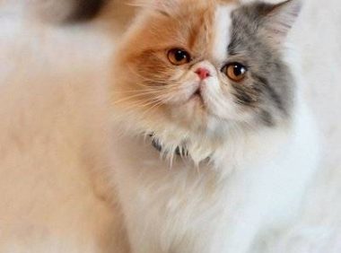 宠物店怎么挑健康猫猫，宠物店买猫怎么看健康
