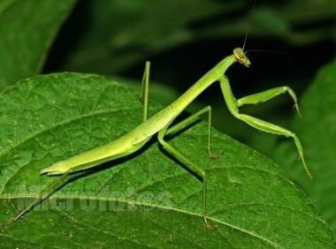 螳螂，螳螂吃什么