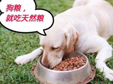 小狗的第一步养一只快乐健康行为良好的小狗，小狗的第一步养一只快乐健康行为良好的小狗怎么办