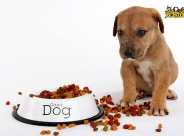 宠物狗的健康，宠物狗的健康早餐