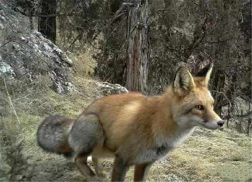 赤狐，赤狐简介