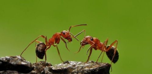 蚂蚁,蚂蚁怎么消灭最快方法家庭