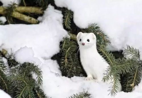 雪貂，雪貂好养吗