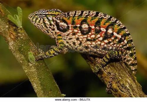 地毯变色龙,地毯变色龙饲养