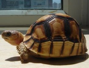 安哥洛卡象龟，安哥洛卡象龟几级保护动物