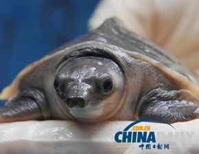 猪鼻龟,猪鼻龟寿命