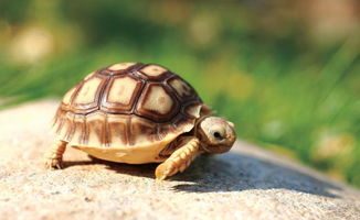 苏卡达陆龟，苏卡达陆龟的特点