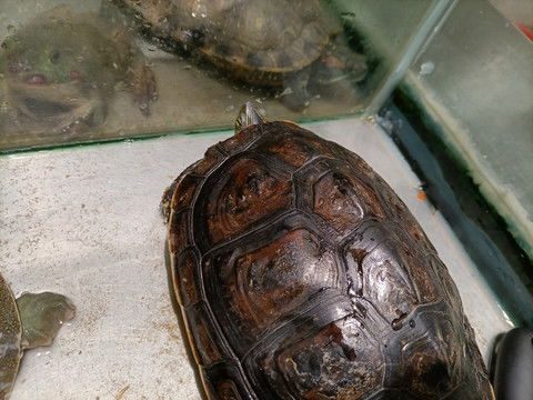 中华草龟,中华草龟会咬人吗