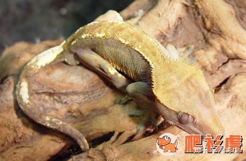 睫角守宫，睫角守宫吃什么