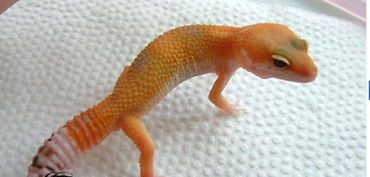 豹纹守宫,豹纹守宫能活多久