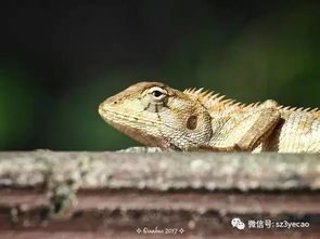 变色树蜥品种概述