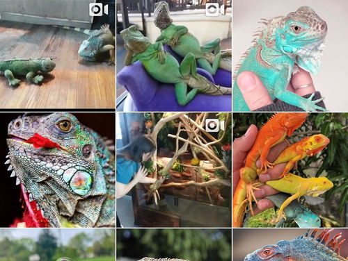 斐济鬣蜥，斐济鬣蜥百度百科