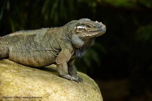 犀牛鬣蜥,犀牛鬣蜥吃什么