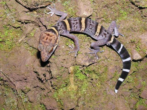 中华睑虎,中华虎斑犬图片