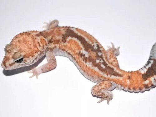 肥尾守宫,肥尾守宫品种