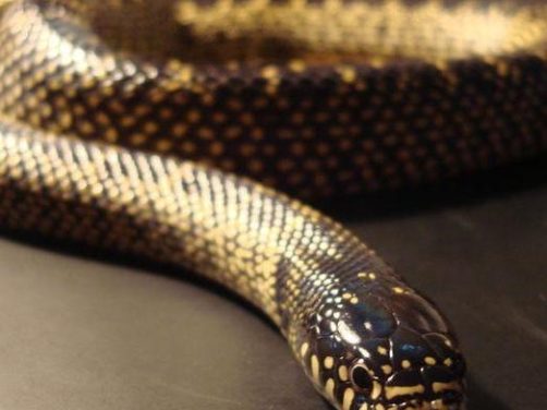 王蛇，王蛇品种