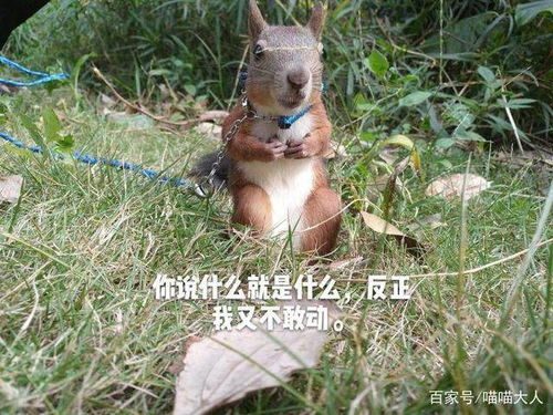 如何养松鼠，如何养松鼠