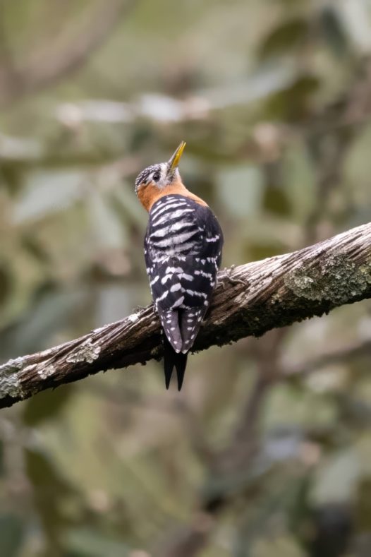 一只鸟儿停歇在树枝上图片