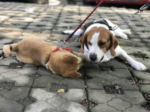 我家小七照相总是那么可爱