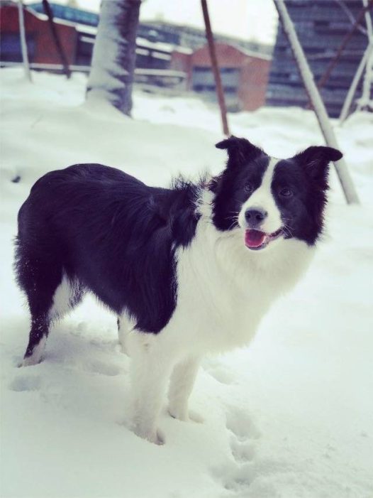人生第一场雪️麻麻真好,带我玩雪咯看我飞奔起来