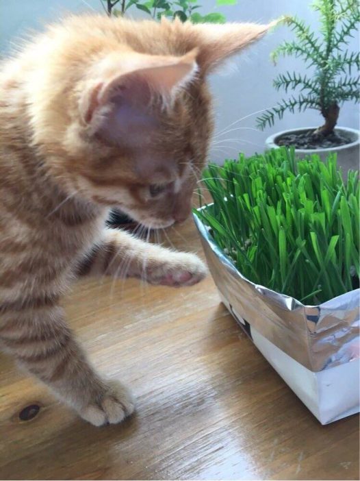 领养的小橘猫-锅巴 本以为是只高冷的猫,谁知是个粘人的小妖精。 走到哪儿跟到哪儿,睡觉必须睡人身上,到家两天就能听懂她的名字,一叫就有回应,你的高冷呢,去哪儿了?
