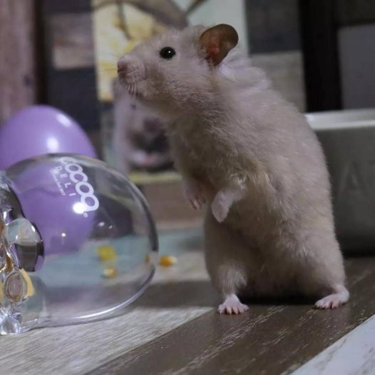 小仓鼠以为主人不在偷吃甜点，主人：就等你了！