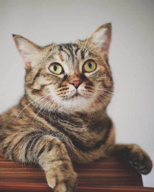 可爱憨憨虎斑猫图片