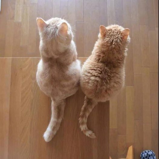 这么萌的小猫图片你见过吗？小猫PP对着你就像香酥软糯，入口即化。