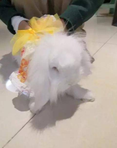 一岁半的海棠兔