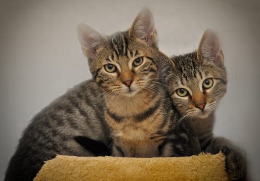 可爱软萌狸花猫图片