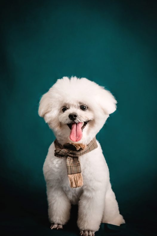 可爱白色比熊犬萌狗狗图片