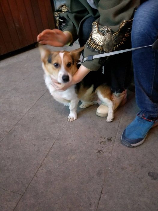 今天去益田假日,碰见一只小柯基,特别萌,他妈叫他基,我给他拍照,她妈说:基,别闹,基,乖乖的,益田假日广场老能碰见好看的小狗狗,特别萌,我最喜欢柯基狗狗了,帅帅的元气蛋今天吃完了,等过完年我再给帅帅买一箱元气蛋,帅帅还有两箱有腿,今天给他吃了一箱有腿,特别香,帅帅吃得特别香