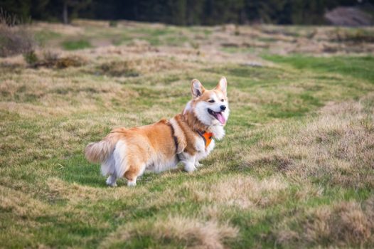 可爱短腿威尔士柯基犬图片