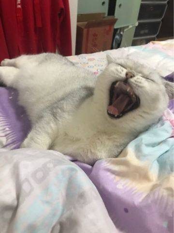 今年年初，小Lucky经历了一场生死，突如其来的腹泻，原本瘦弱的身躯更加渺小，看病期间看着你躺在偌大的床上，特别的心疼，往返医院，瘦弱到连血都无法抽出，贫血、腹泻，从诊断到免疫力低下到确诊为肝炎，你已经大小便失禁，肌无力，好像一坨打湿的棉花，这一刻我眼泪刷刷的掉，你战胜了困扰了大半年的猫藓，却又经历这一场生死，看着你濒死的样子，我狠下心死马当活马医，给你喂药，居然出现奇迹，短短三天，居然可以开始吃些东西，可以自己嚼了、一个星期开始慢慢下地，虽然还是蹒跚的，但我无比兴奋、坚持喂了20天，虽然在后期