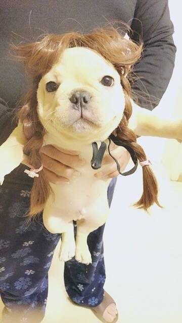 (法国斗牛犬)不要疯狂的迷恋哥。哥就是个传说