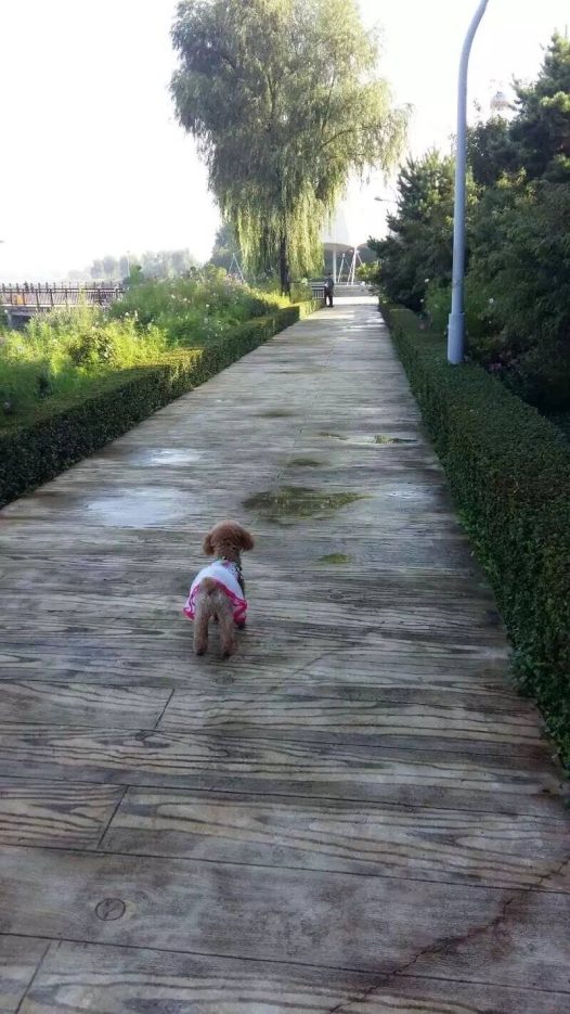 艾米两岁时从西安飞长春做了一次长途旅行… 在吉林姥姥家几个月的时间里每天都开心的出去嗨，玩的累了，到家吃了倒头就睡。