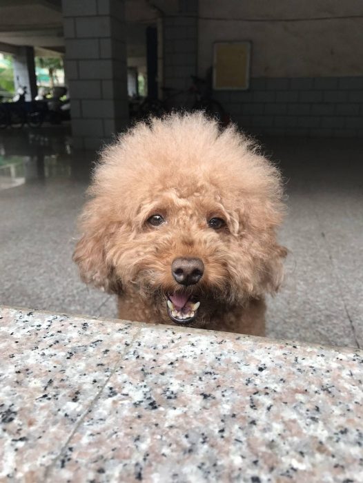 贵宾狗狗很乖，绝不咬人