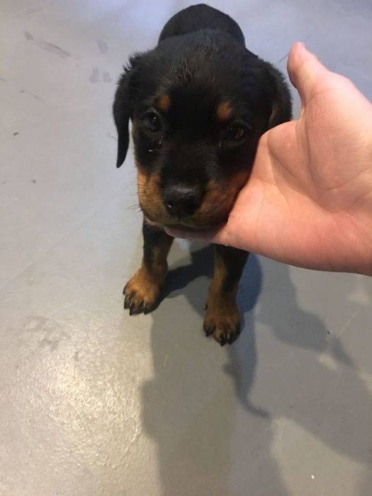 罗威纳犬聪明懂事,个性沉稳,对主人绝对忠诚,它善于分辨善恶是非,听从口令,服从主人指挥。