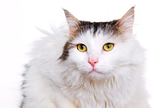 高清可爱白色孟加拉猫图片