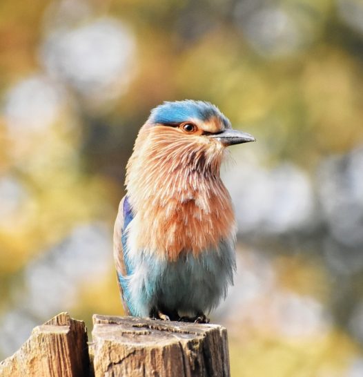 稀有鸟类飞禽动物图片