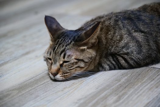 无精打采的小猫图片