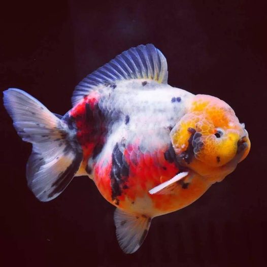 新年快乐!献上几条好鱼祝各位年年有鱼!祝大家新年快乐,开开心心,健健康康!