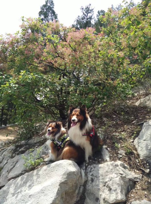 每逢周末只要有时间，就会带着得得贵贵去爬山。这是孩子们最盼望的日子，山上有看不完的风景，还可以偶遇到小伙伴。来的次数多了，都是两个孩子前面开路，一会功夫就爬到山顶。吹着山风看着美景，最重要的是和麻麻粑粑在一起，这是最开心的事！