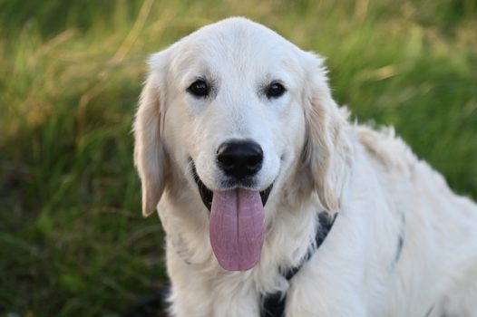 户外草丛白色拉布拉多犬摄影图片