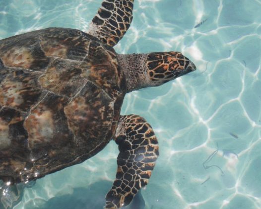 水族馆爬行乌龟图片