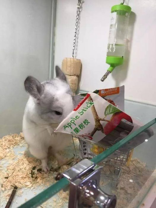 龙猫是少见的性格特别温顺的小动物，孕妇老人孩子都可以放心安全饲养