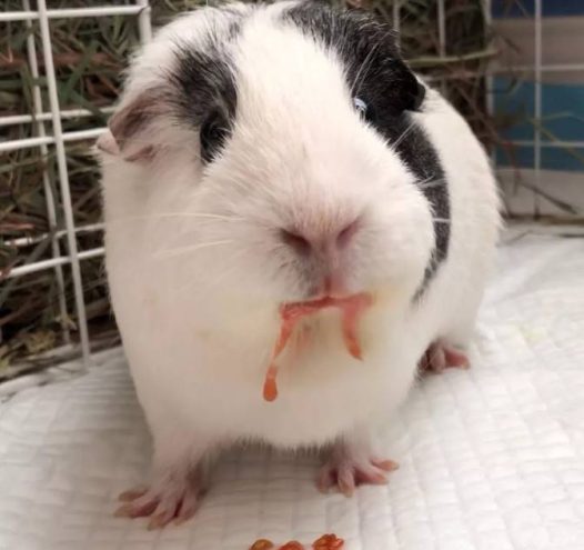 同样都是养荷兰猪，怎么别人家养的乖巧懂事又听话，而自己家的荷兰猪，还真的是一只“猪”？