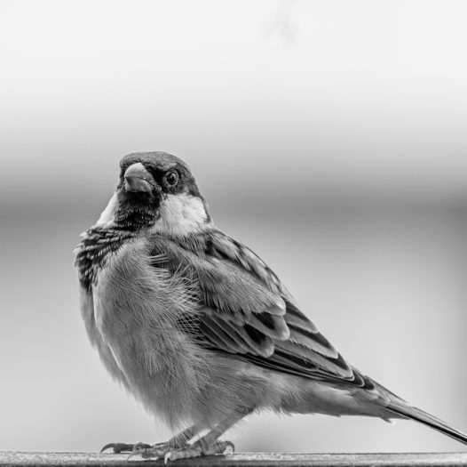 野生麻雀黑白摄影图片