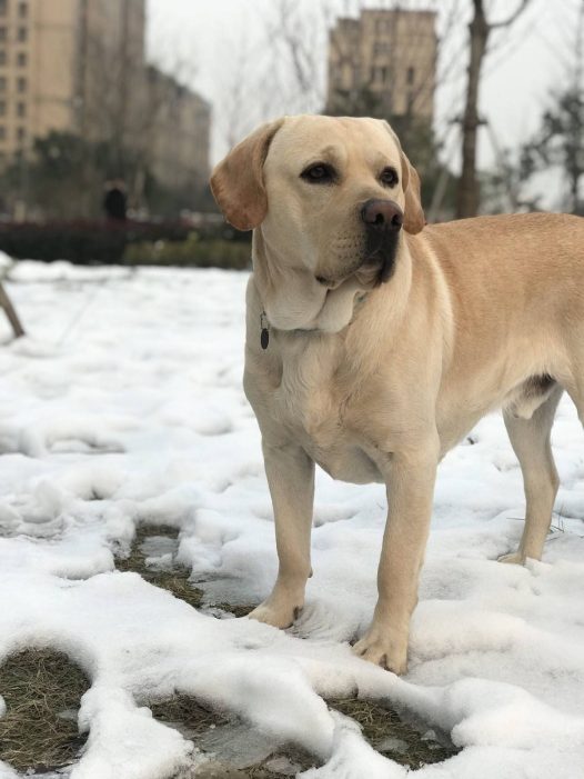 抓住這難得的雪景來幾張留念